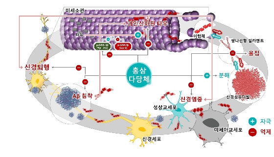 ‘알츠하이머병의 타우 병리를 표적으로 하는 잠재적 치료제로서의 고려 홍삼다당체’ 연구논문, 고분자 과학 분야 상위 5% 국제생물고분자학회지에 출판